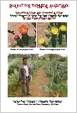 Eritrea's Resources of Cactus Pear Plant